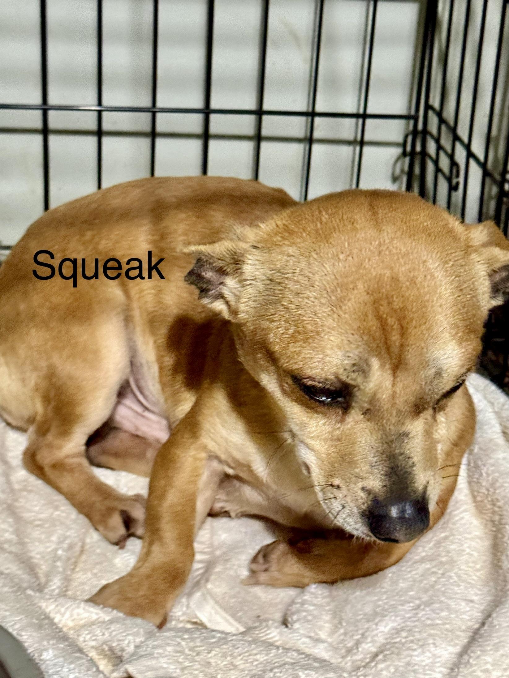 Squeak, a Adoptable mixed breed in Blue Ridge, GA image 2/3