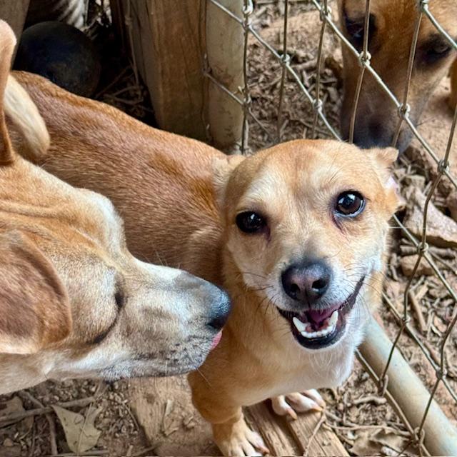 Squeak, a Adoptable mixed breed in Blue Ridge, GA image 1/3