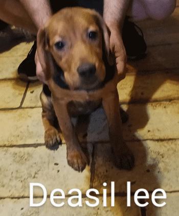 Dena Lee