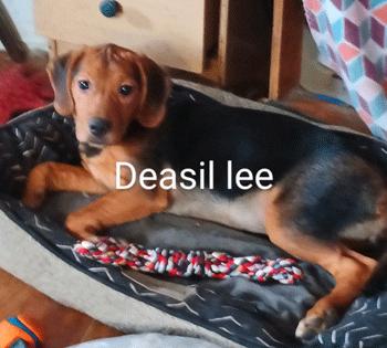 Dena Lee