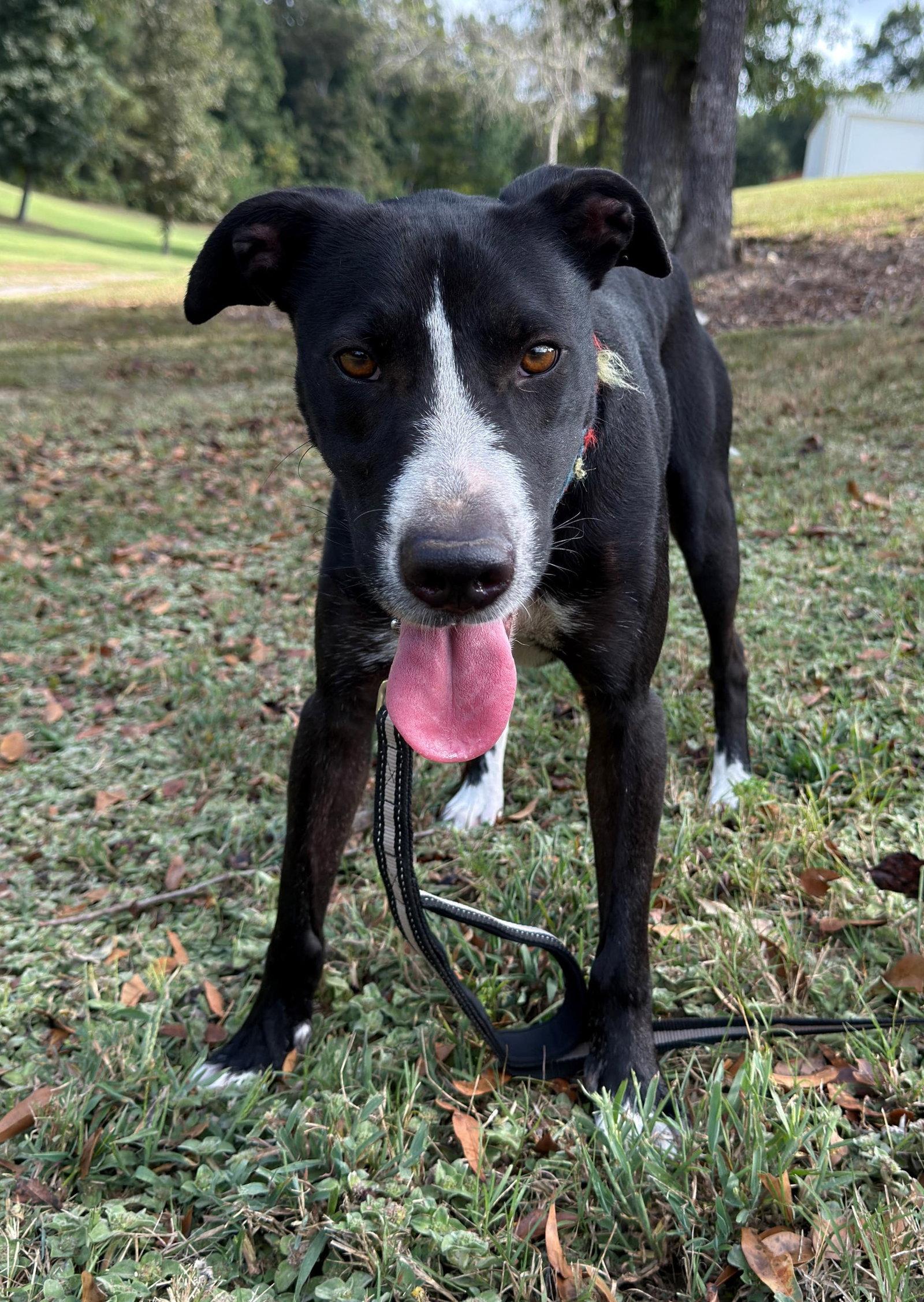 Colton, Adoptable, Adult Male Labrador Retriever & Border Collie.