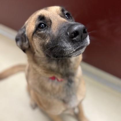 Enlarge Bailey, an adopted mixed breed in Phoenixville, PA image 1/6