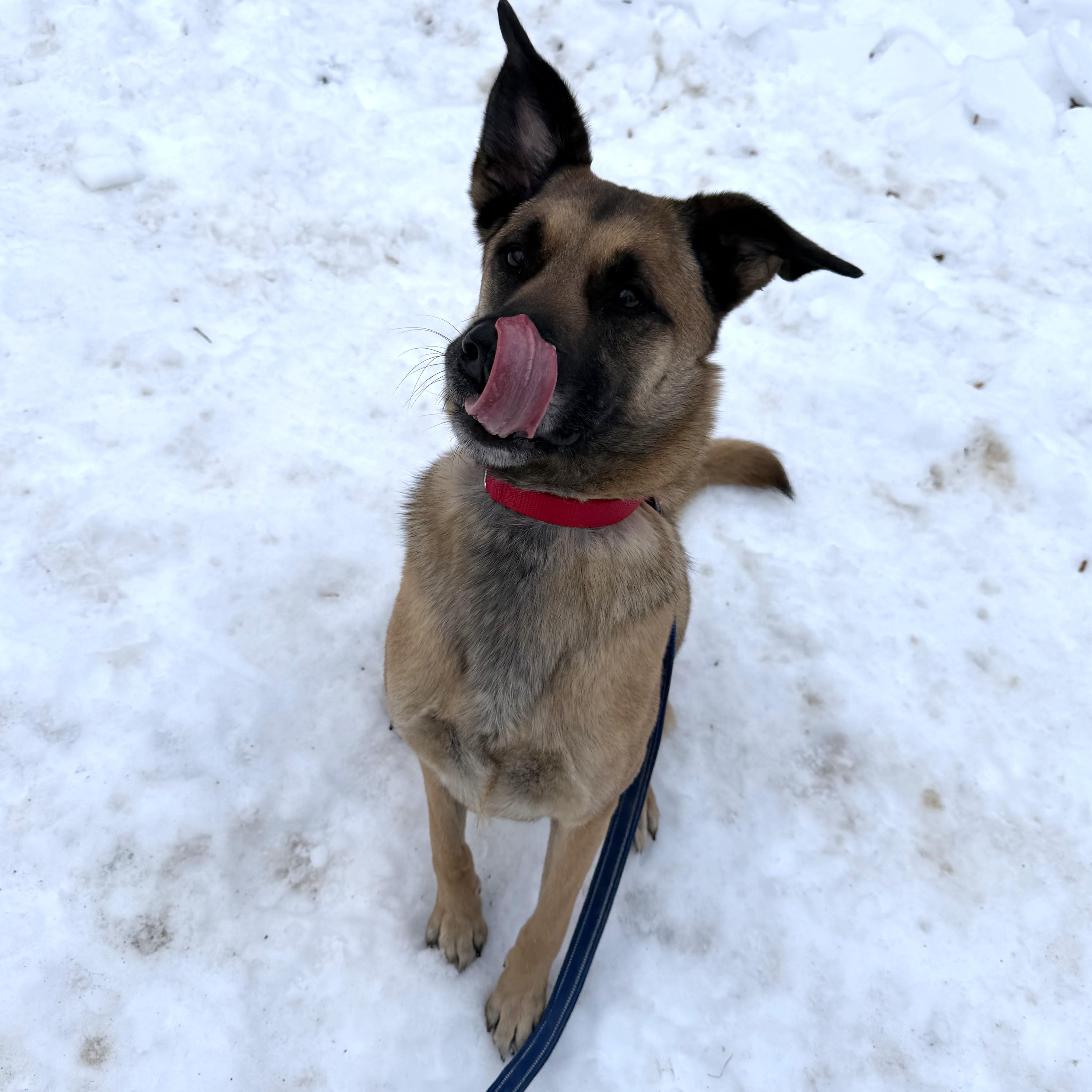 Enlarge Bailey, an adopted mixed breed in Phoenixville, PA image 4/6