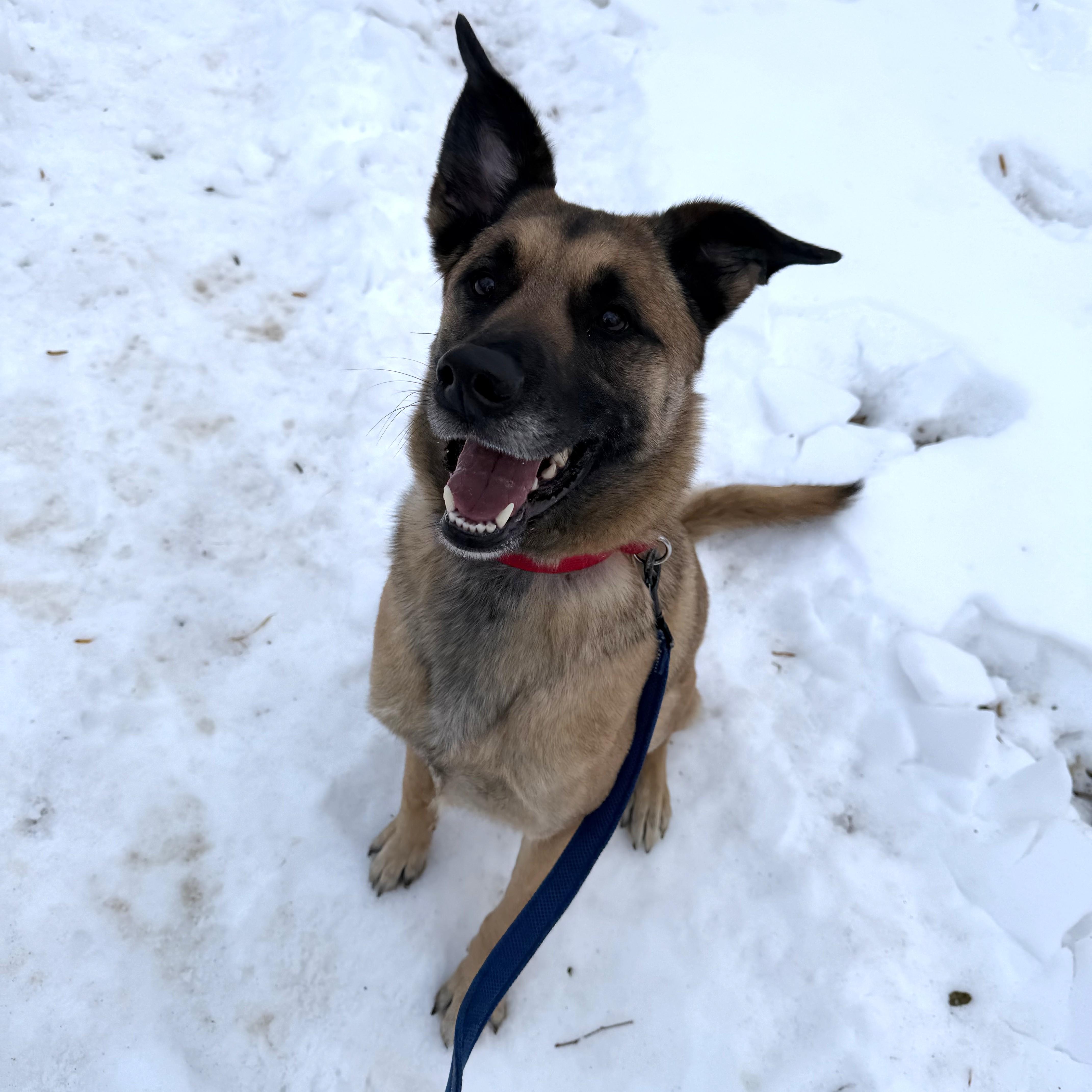 Enlarge Bailey, an adopted mixed breed in Phoenixville, PA image 6/6