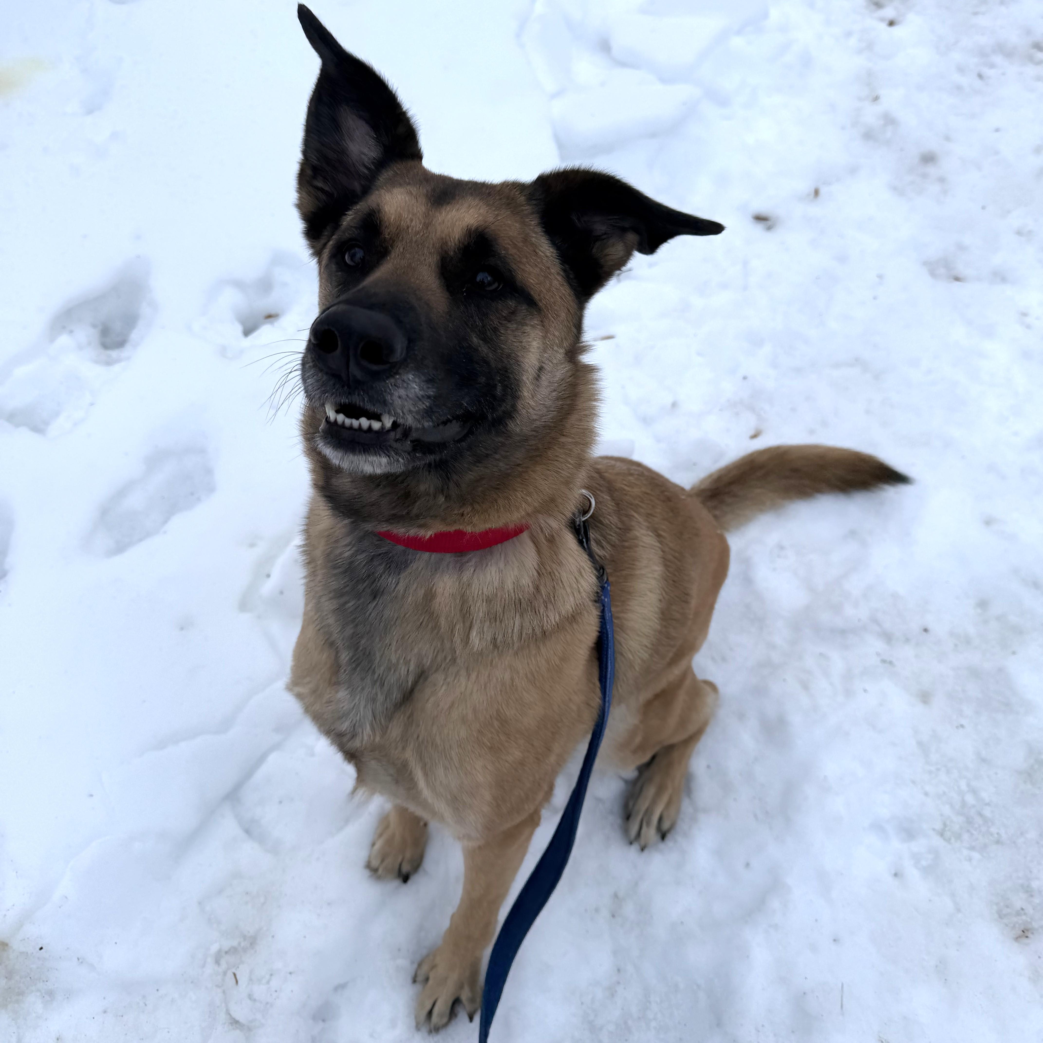 Enlarge Bailey, an adopted mixed breed in Phoenixville, PA image 2/6