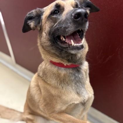 Enlarge Bailey, an adopted mixed breed in Phoenixville, PA image 3/6