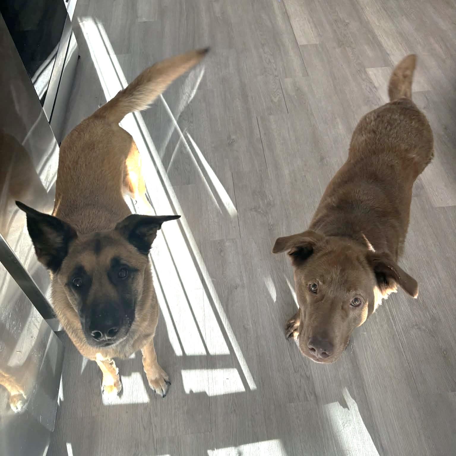 Enlarge Bailey, an adopted mixed breed in Phoenixville, PA image 5/6