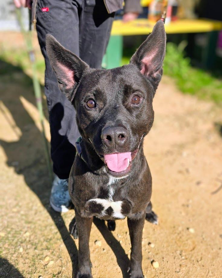 Fletcher, Adoptable, Young Male Mixed Breed.