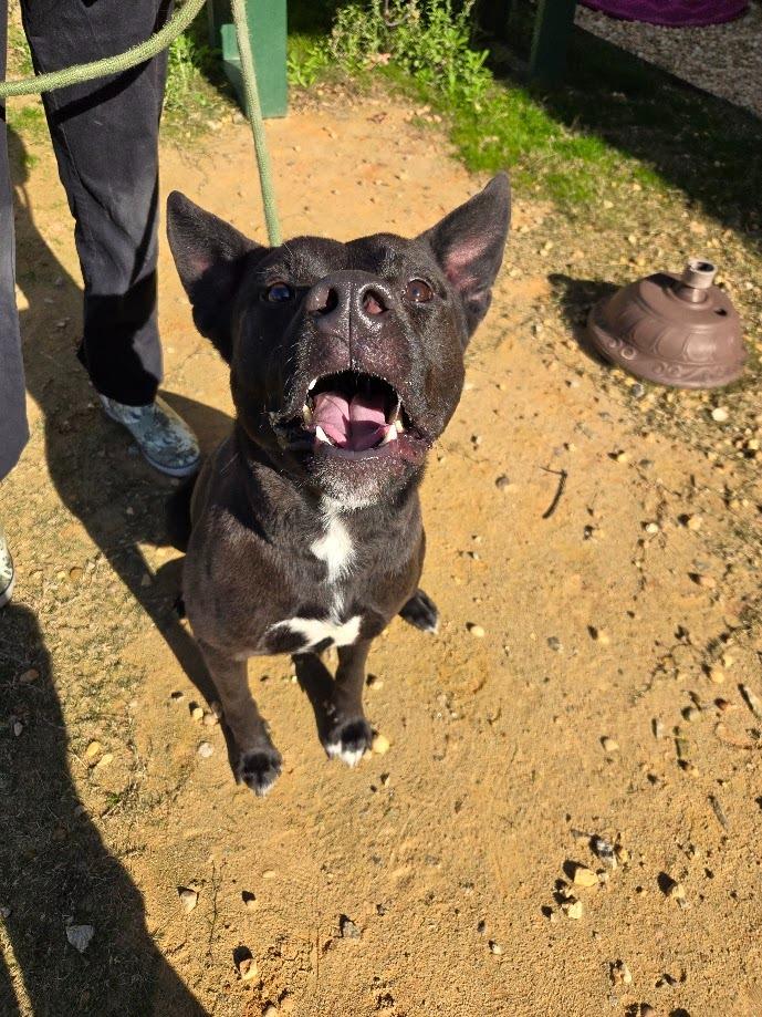 Enlarge Fletcher, a Adoptable mixed breed in Douglasville, GA image 2/4