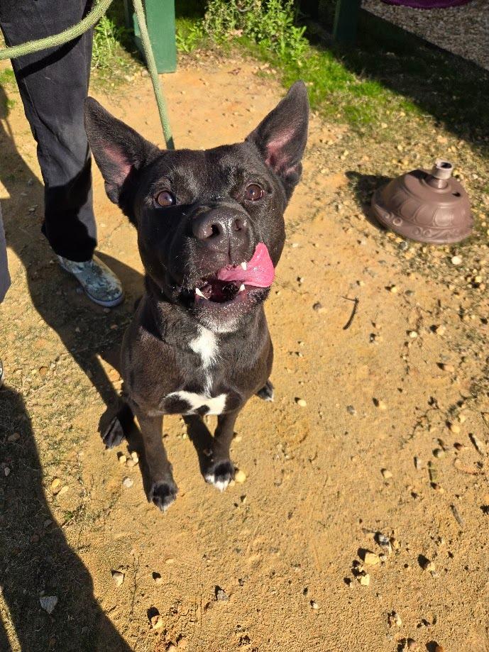 Enlarge Fletcher, a Adoptable mixed breed in Douglasville, GA image 3/4