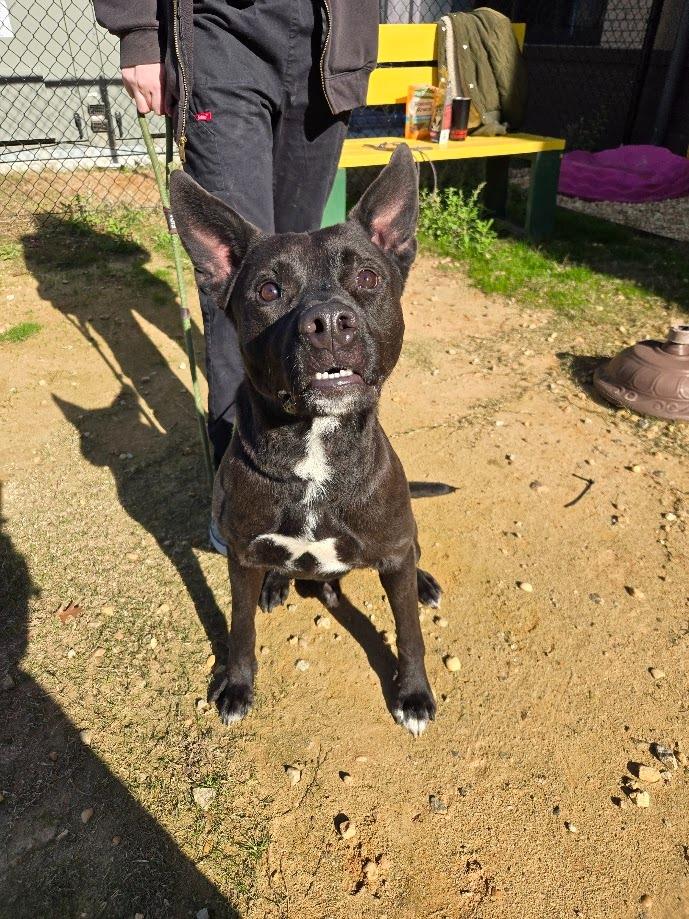 Enlarge Fletcher, a Adoptable mixed breed in Douglasville, GA image 4/4