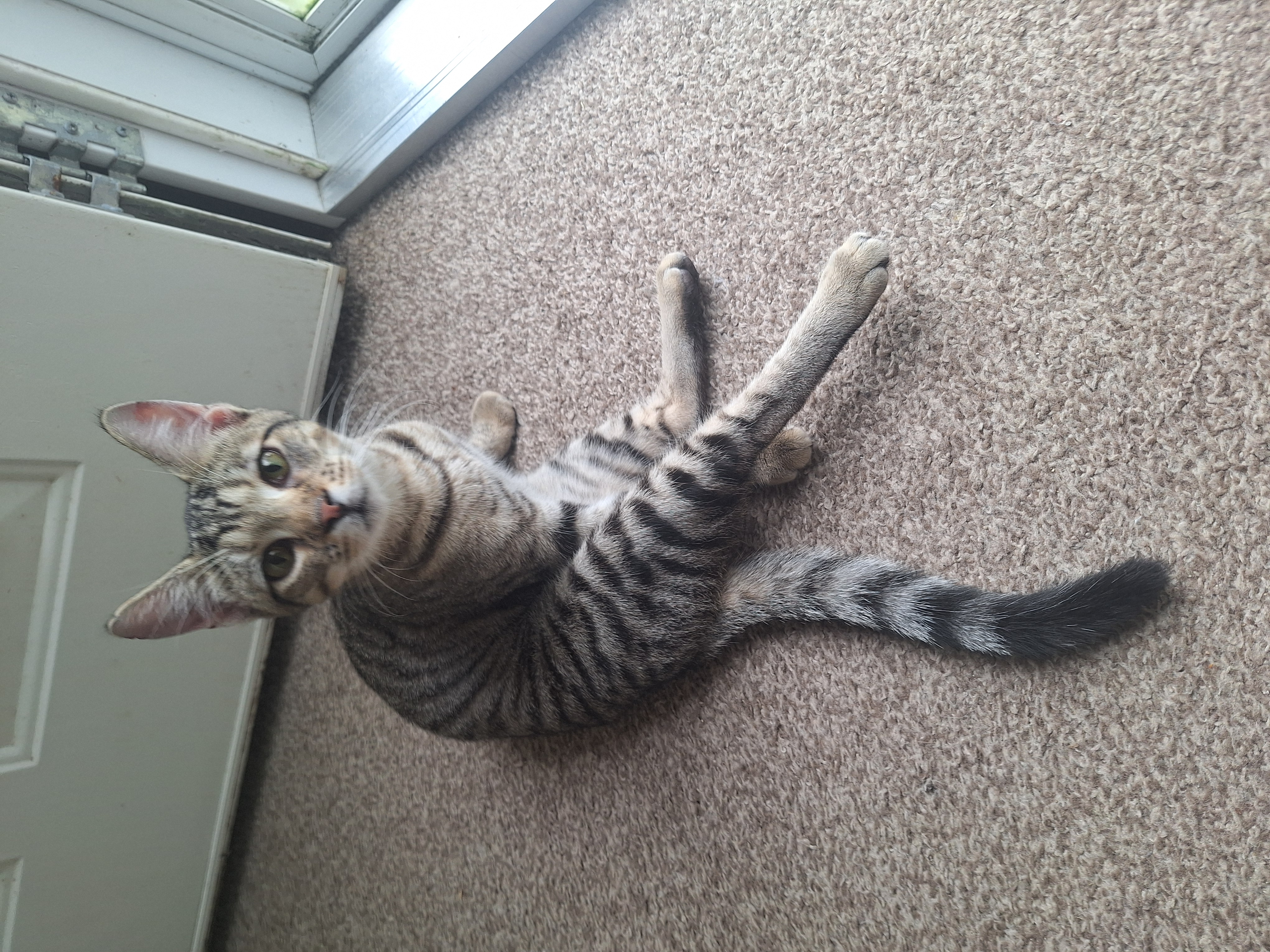 Enlarge Freeda, a Adopted American Shorthair in Polk city, FL image 1/1