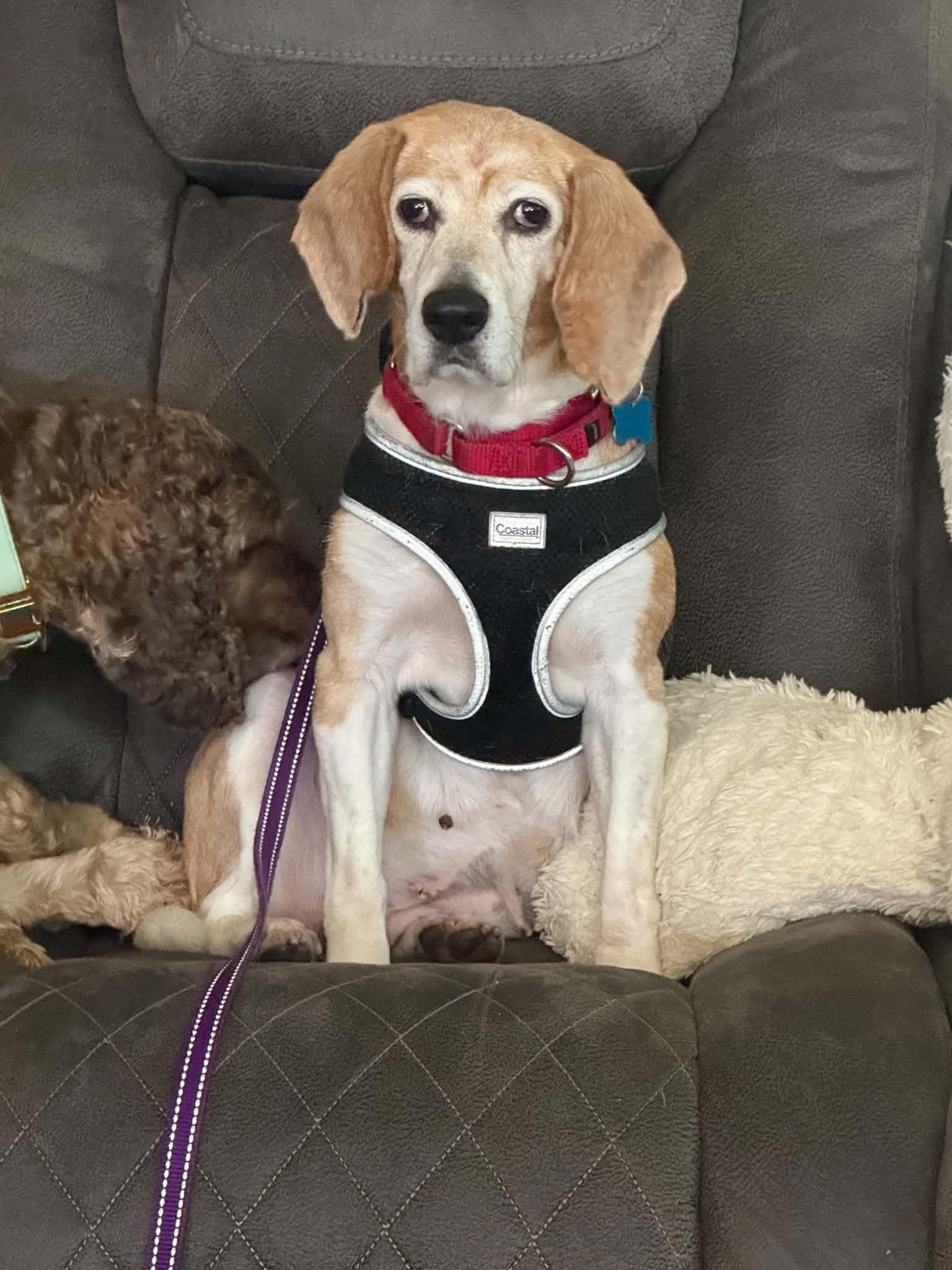 Birdie, Adoptable, Adult Female Beagle.