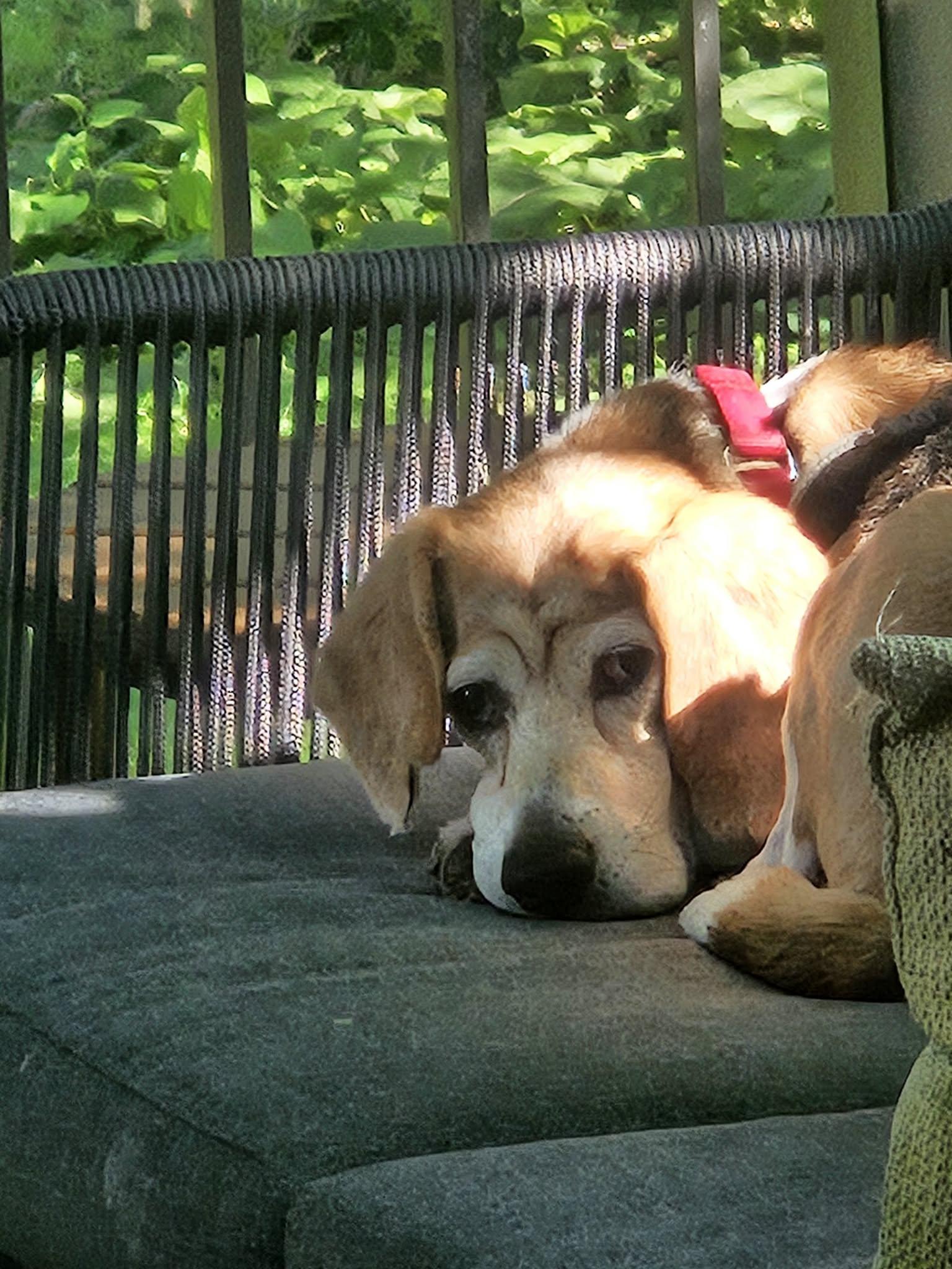 Enlarge Birdie, a Adoptable Beagle in Whitewater, WI image 3/6