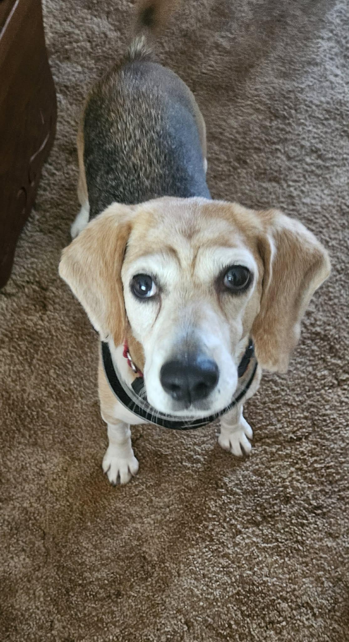 Enlarge Birdie, a Adoptable Beagle in Whitewater, WI image 4/6