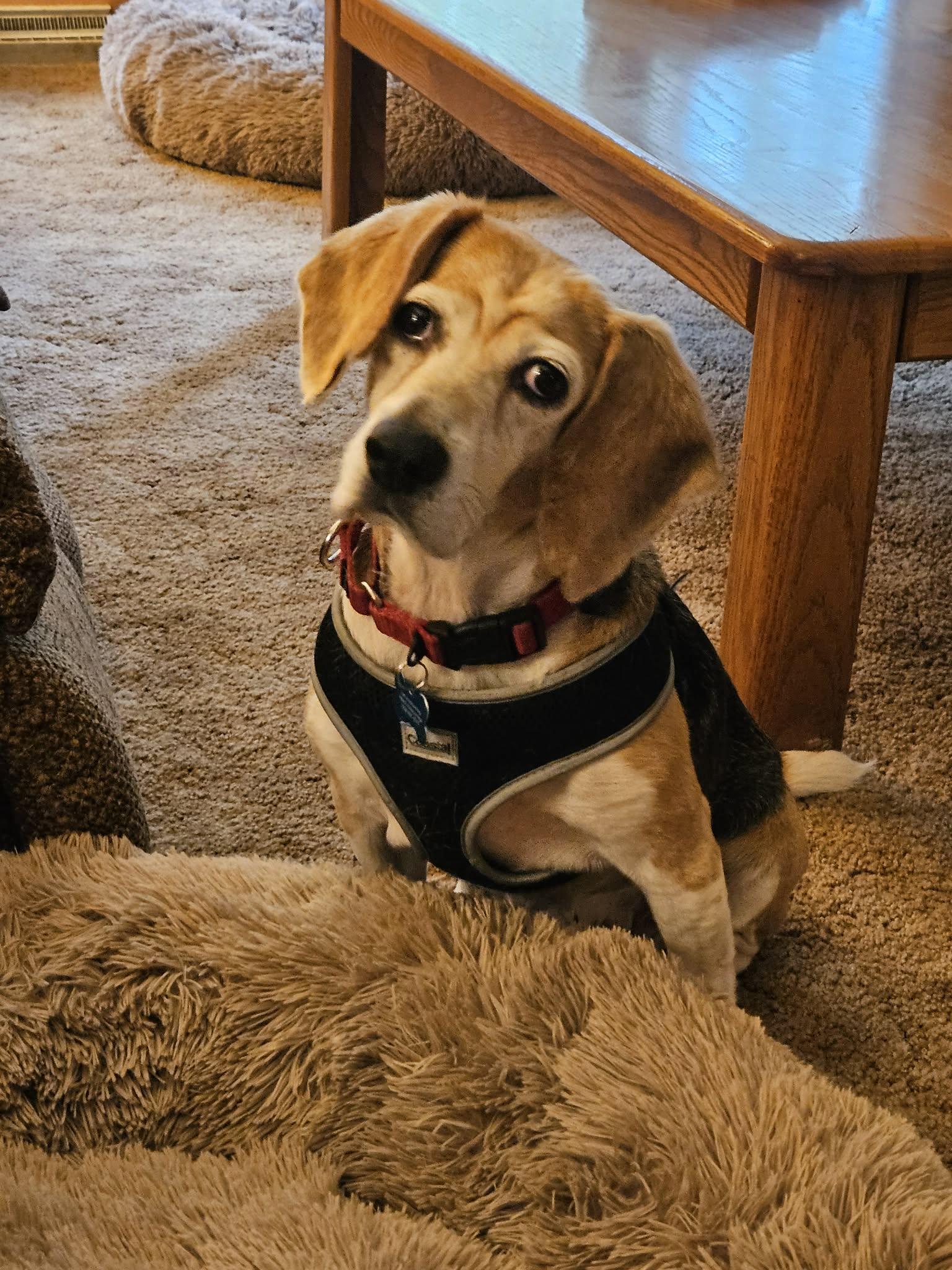 Enlarge Birdie, a Adoptable Beagle in Whitewater, WI image 6/6