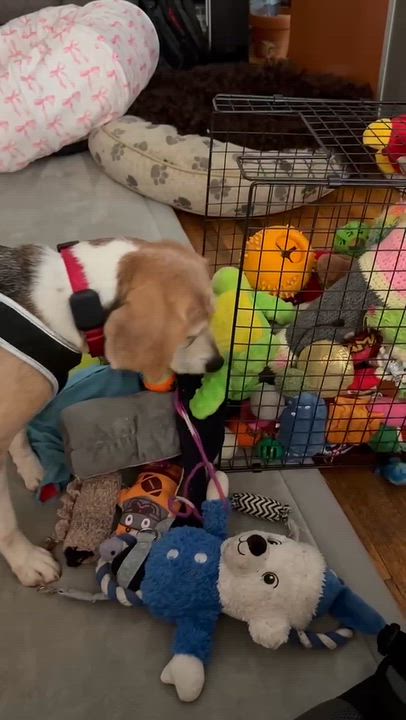Enlarge Birdie, a Adoptable Beagle in Whitewater, WI video 5/6