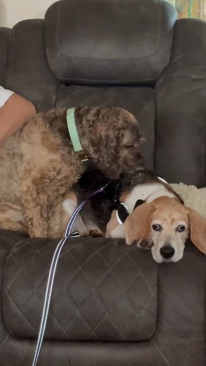 Enlarge Birdie, a Adoptable Beagle in Whitewater, WI video 2/6