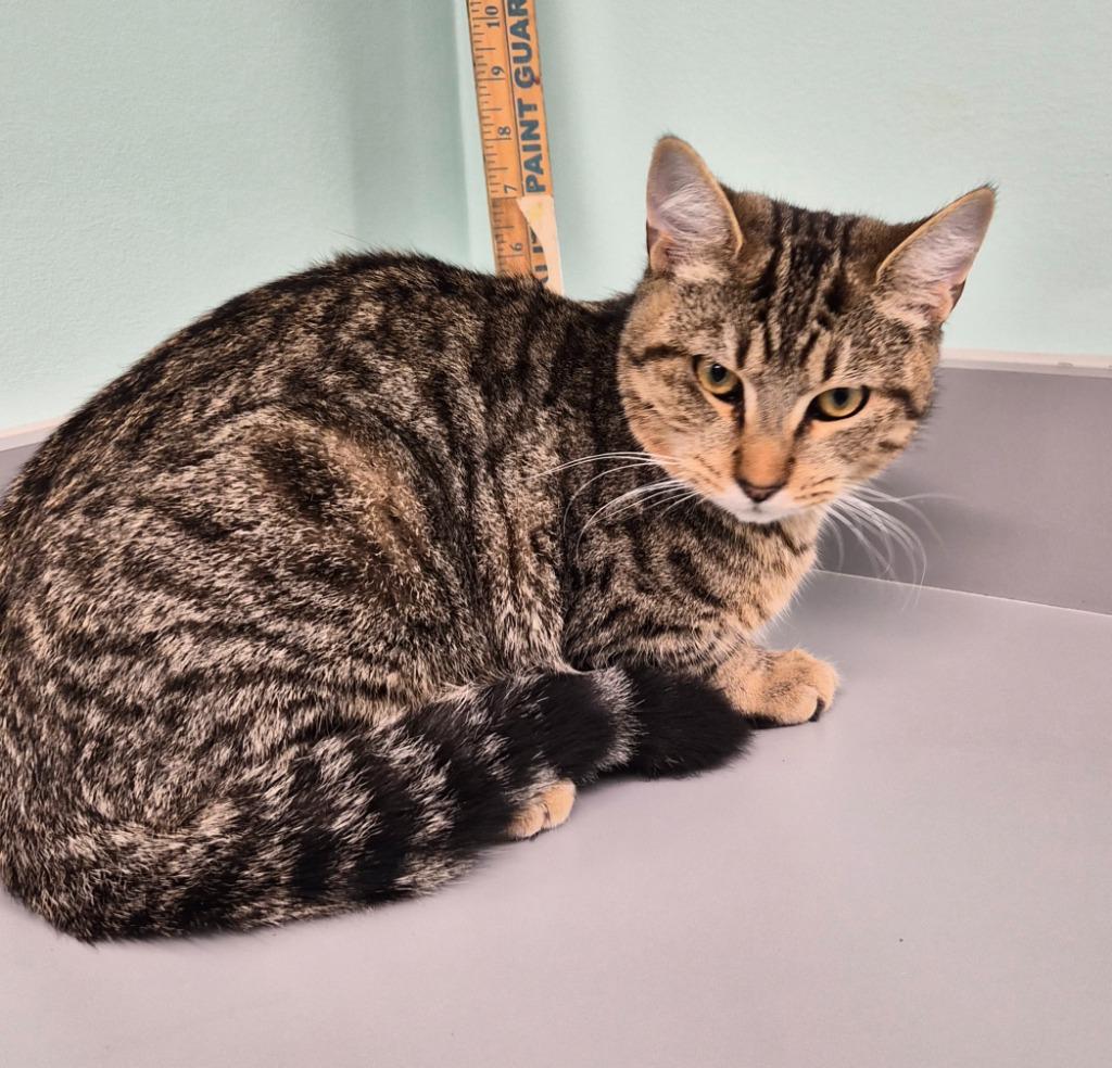 Vermil, Adoptable, Young Male Domestic Short Hair.