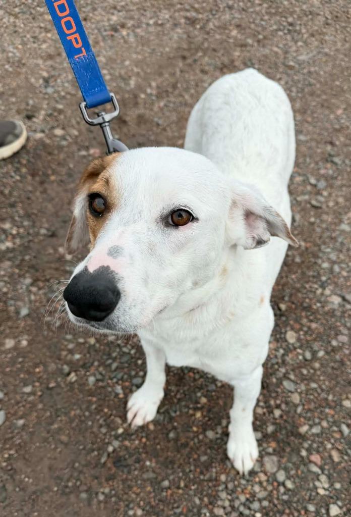 Enlarge Oakley, a Adoptable mixed breed in Medford, WI image 2/2