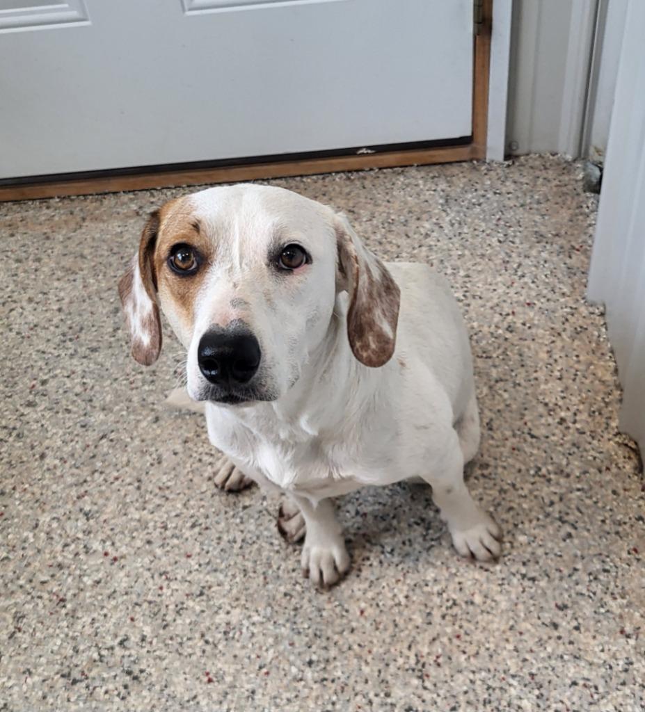 Oakley, Adoptable, Adult Female Hound & Beagle.