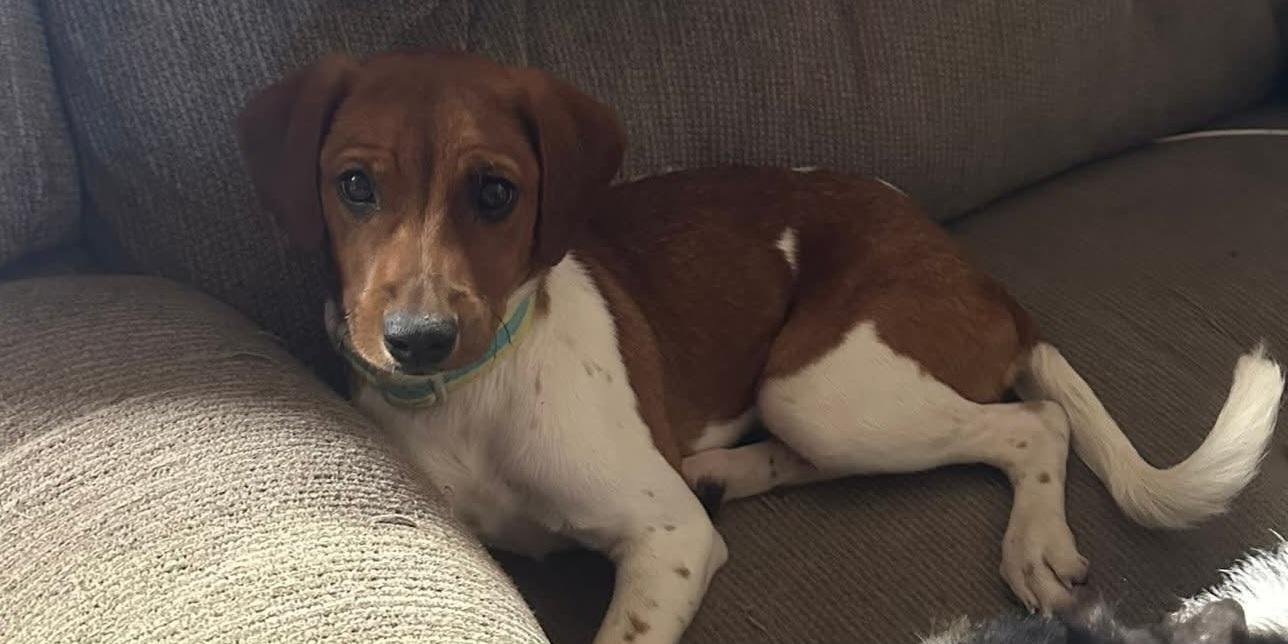 Jane, a Adoptable mixed breed in Grand Rapids, MI image 1/4