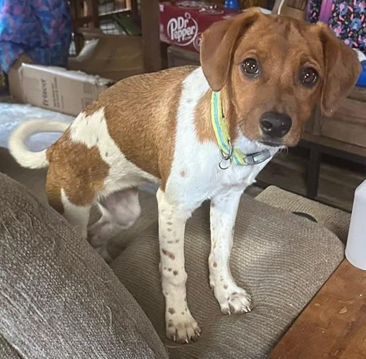 Jane, a Adoptable mixed breed in Grand Rapids, MI image 2/4