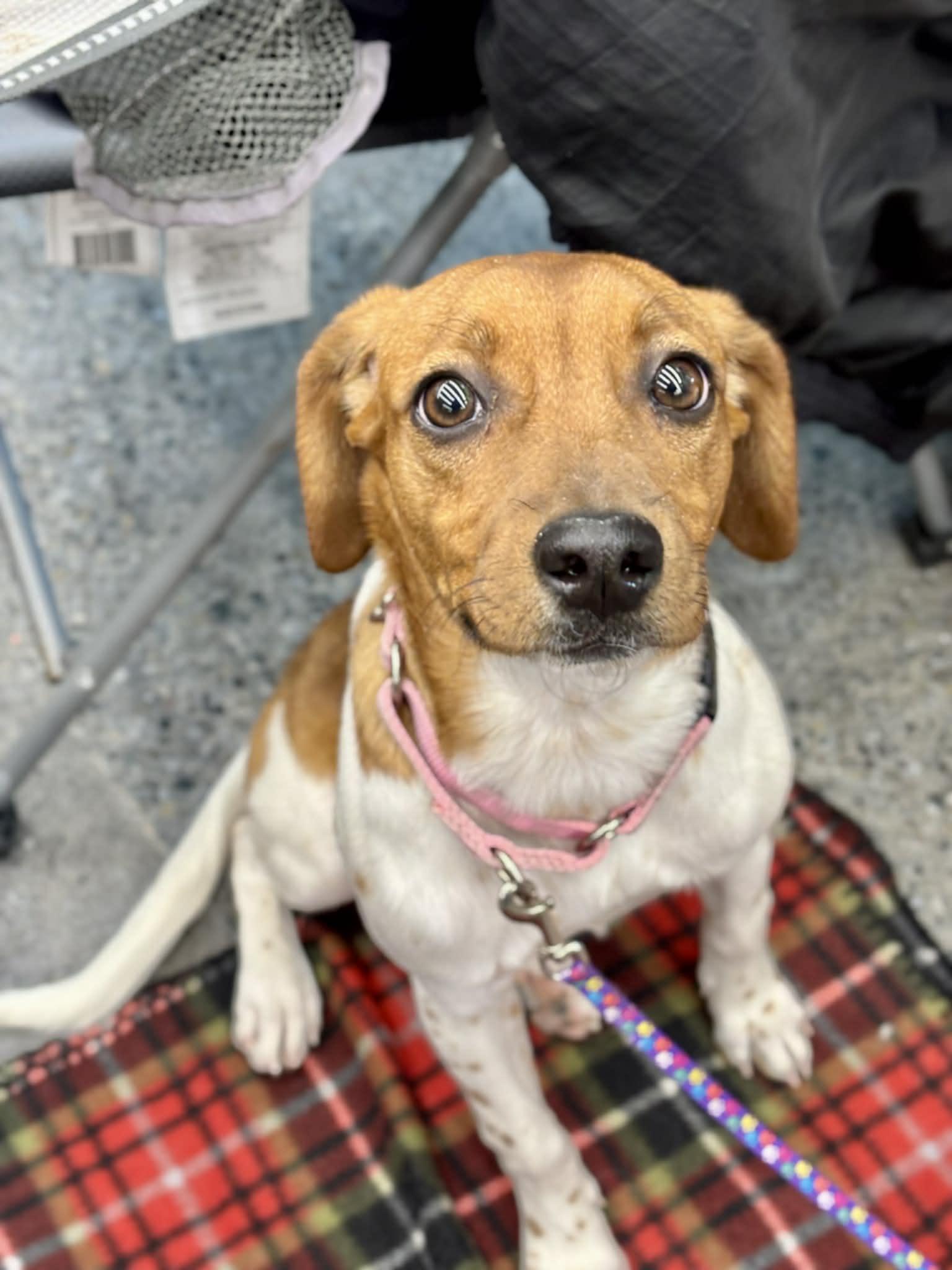 Jane, a Adoptable mixed breed in Grand Rapids, MI image 3/4