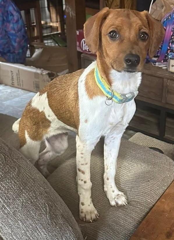 Jane, a Adoptable mixed breed in Grand Rapids, MI image 4/4