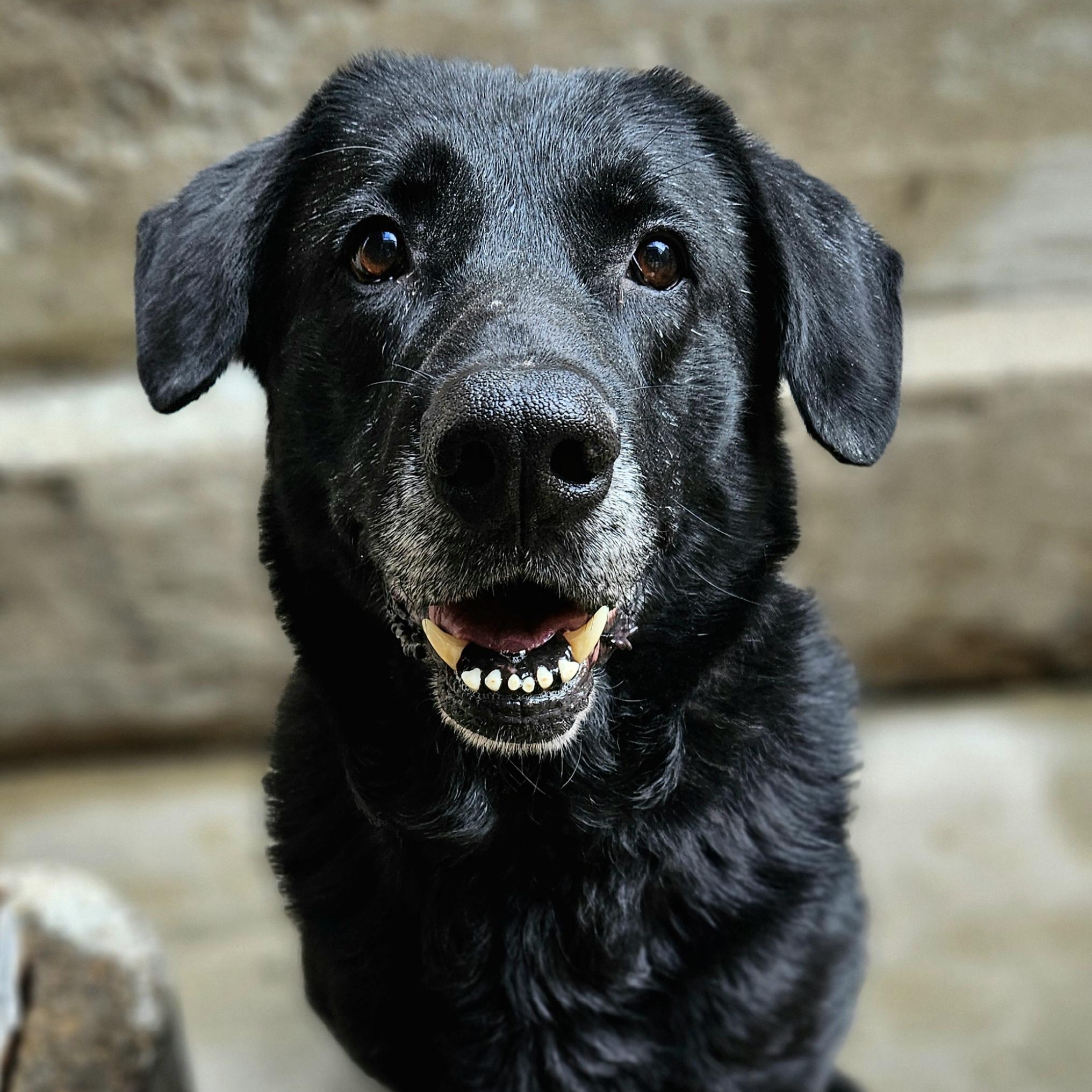 Enlarge Ranger, a Adoptable mixed breed in Chicago, IL image 1/6