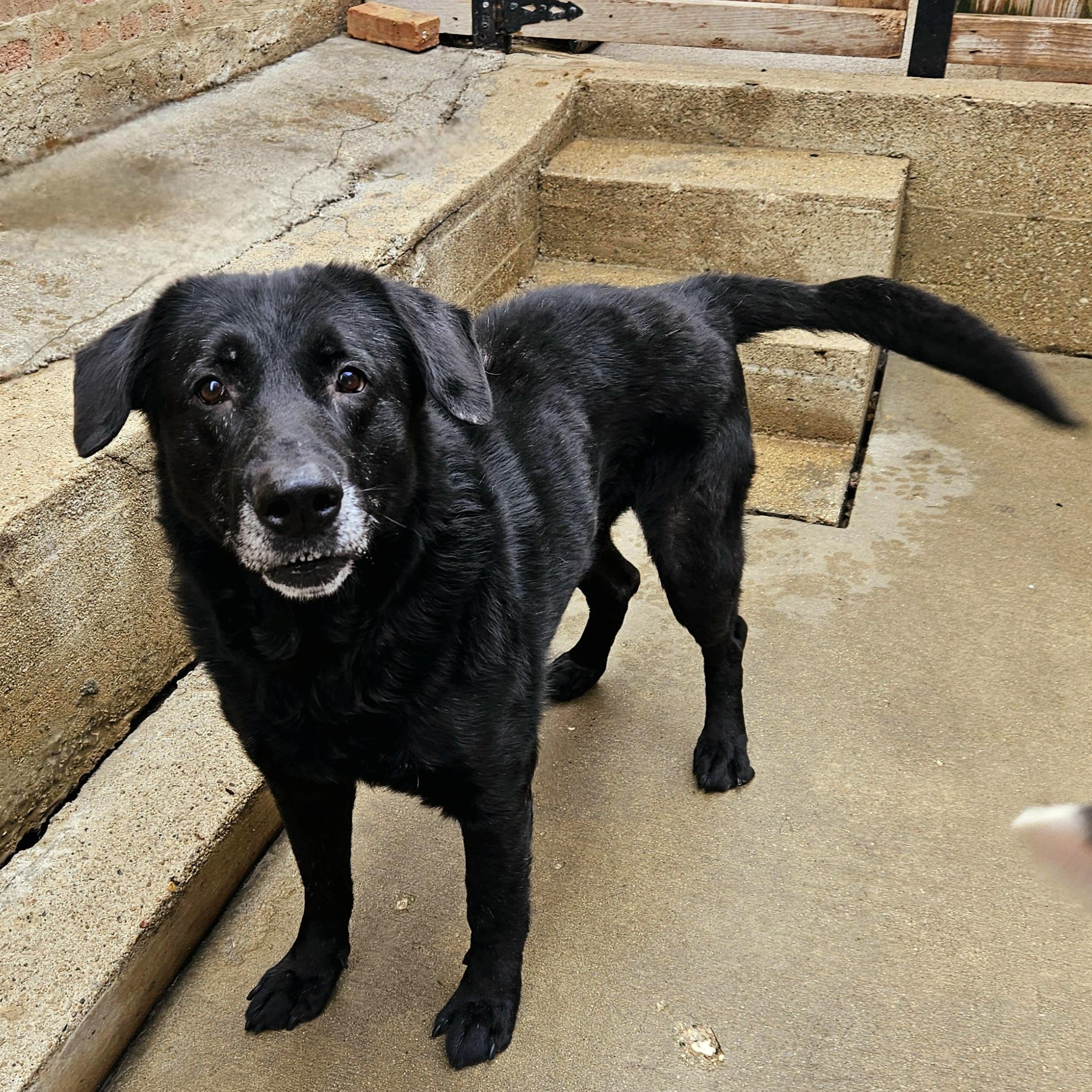 Ranger 2
