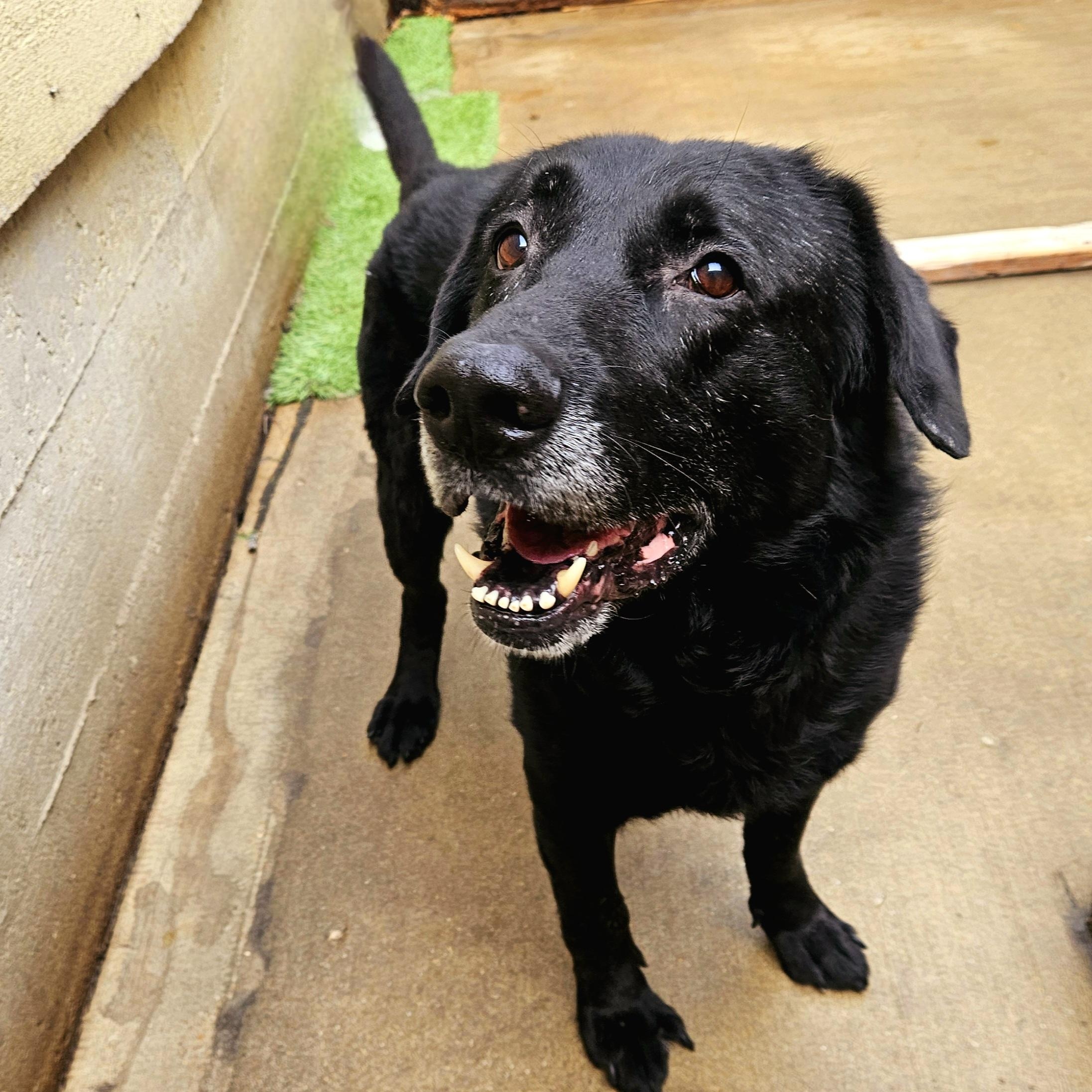 Enlarge Ranger, a Adoptable mixed breed in Chicago, IL image 4/6