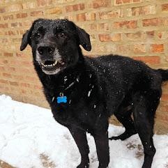Enlarge Ranger, a Adoptable mixed breed in Chicago, IL image 5/6