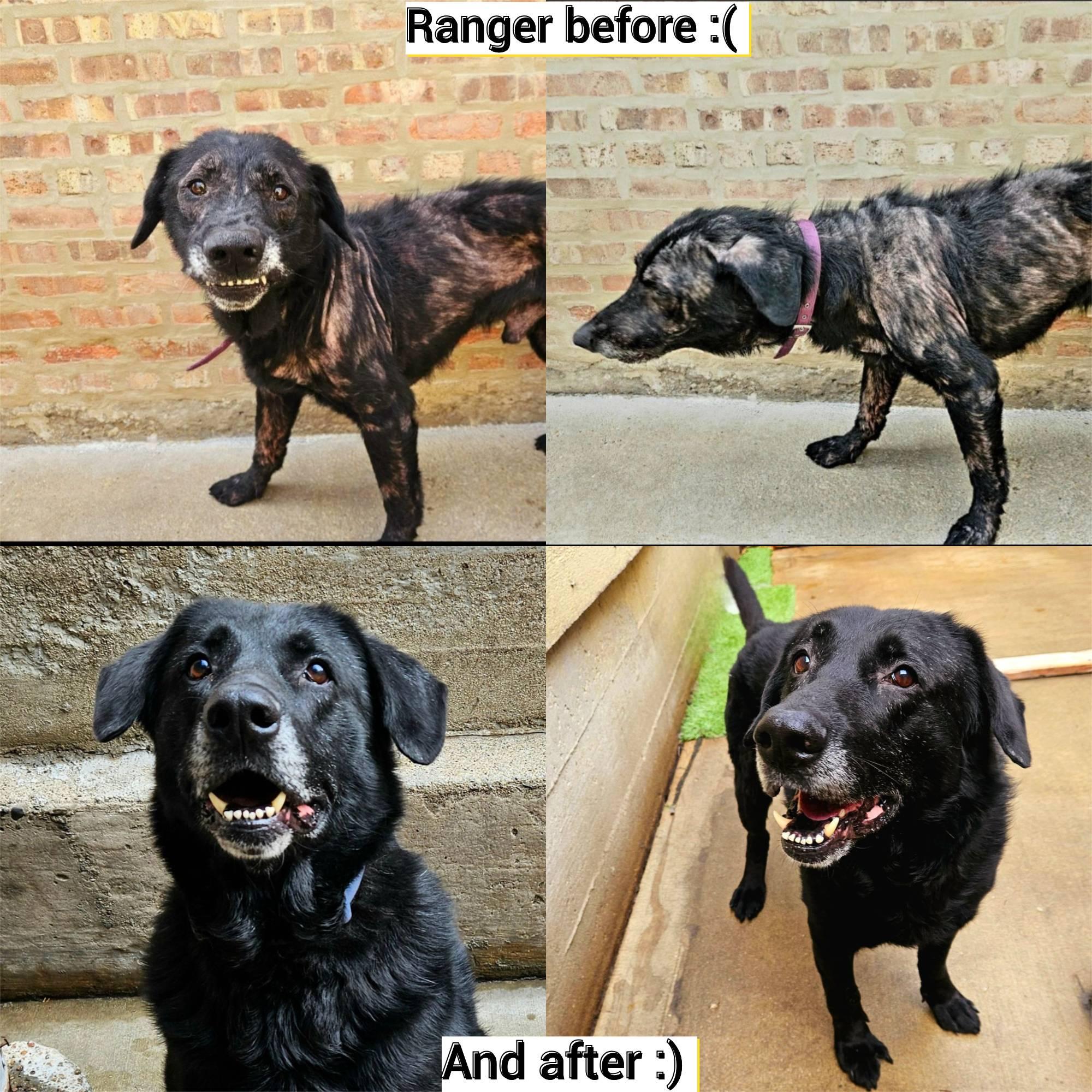 Enlarge Ranger, a Adoptable mixed breed in Chicago, IL image 6/6