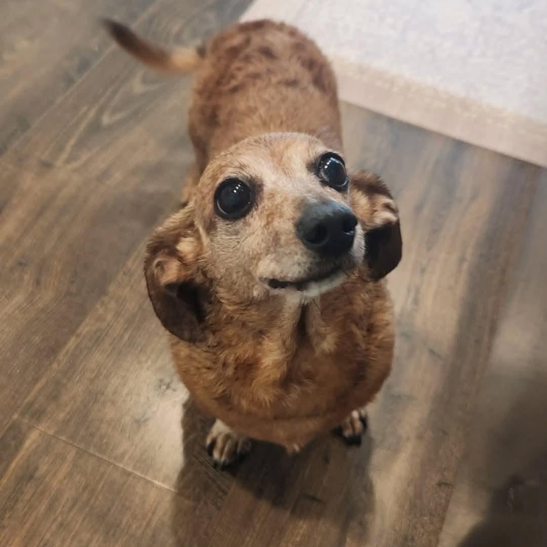 Enlarge Lila, a ADOPTABLE Dachshund in Baker, FL image 1/1