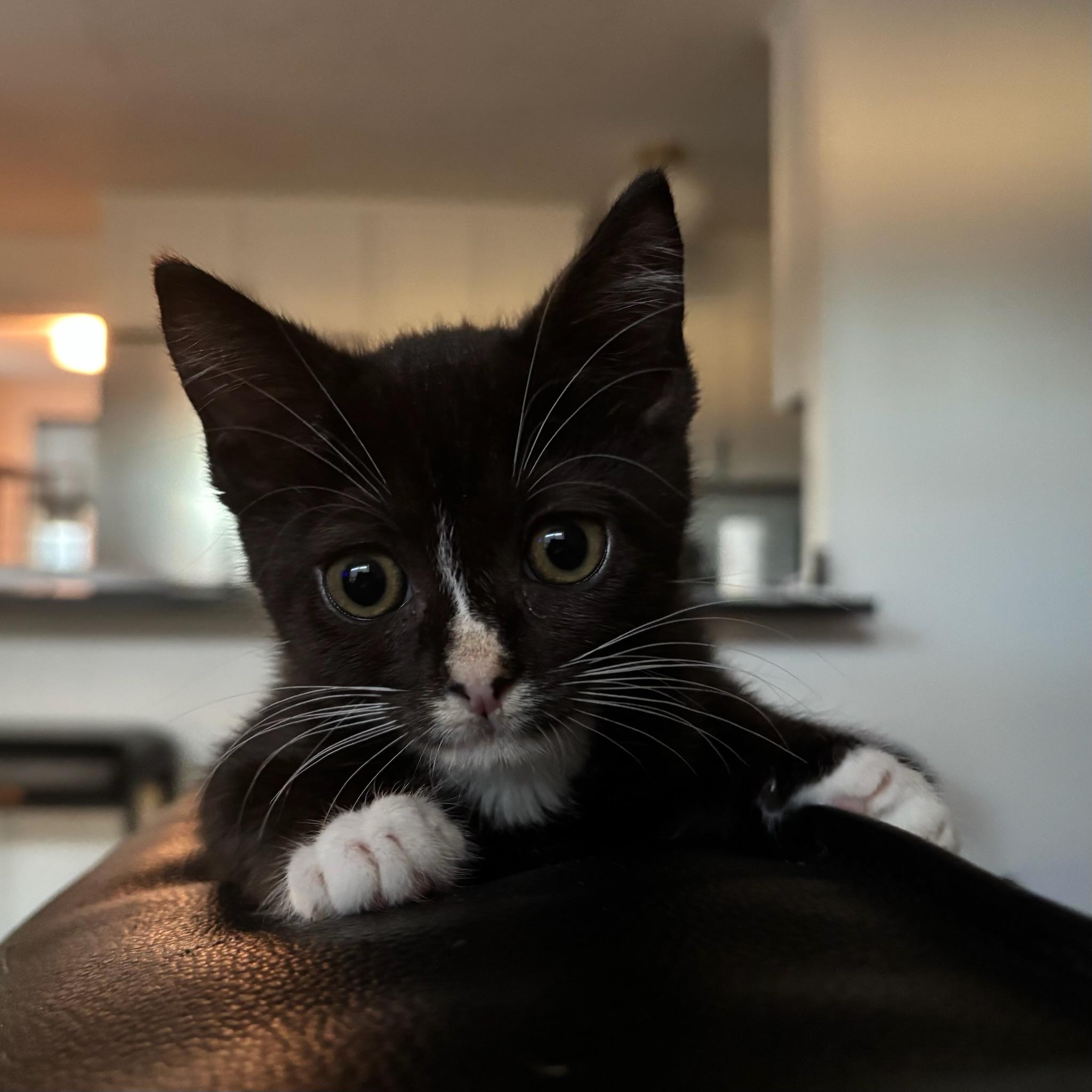 Enlarge Charlotte (Bonded to New Moon), a ADOPTABLE Domestic Short Hair in Renton , WA image 3/3