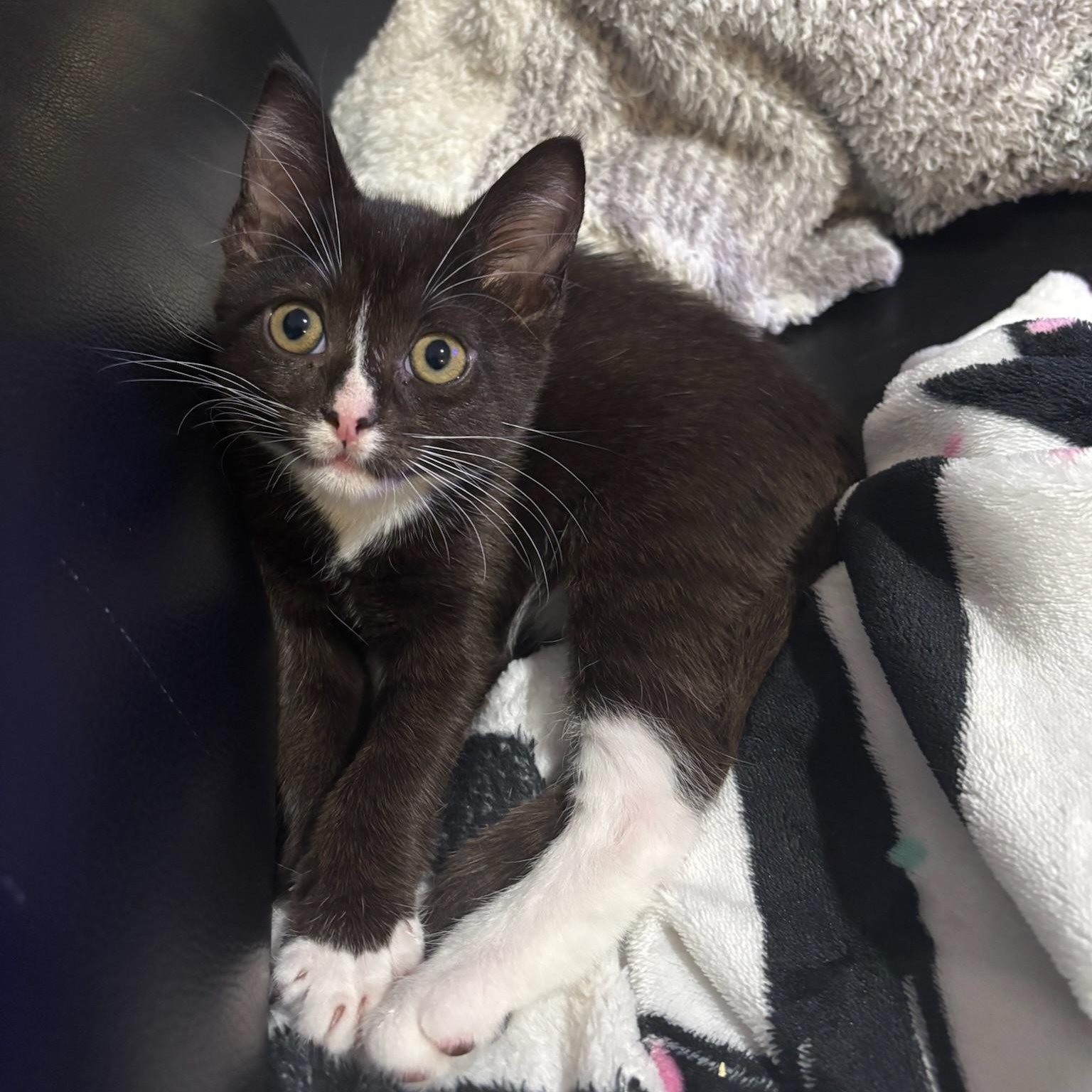 Charlotte (Bonded to New Moon), ADOPTABLE, Kitten Female Domestic Short Hair.
