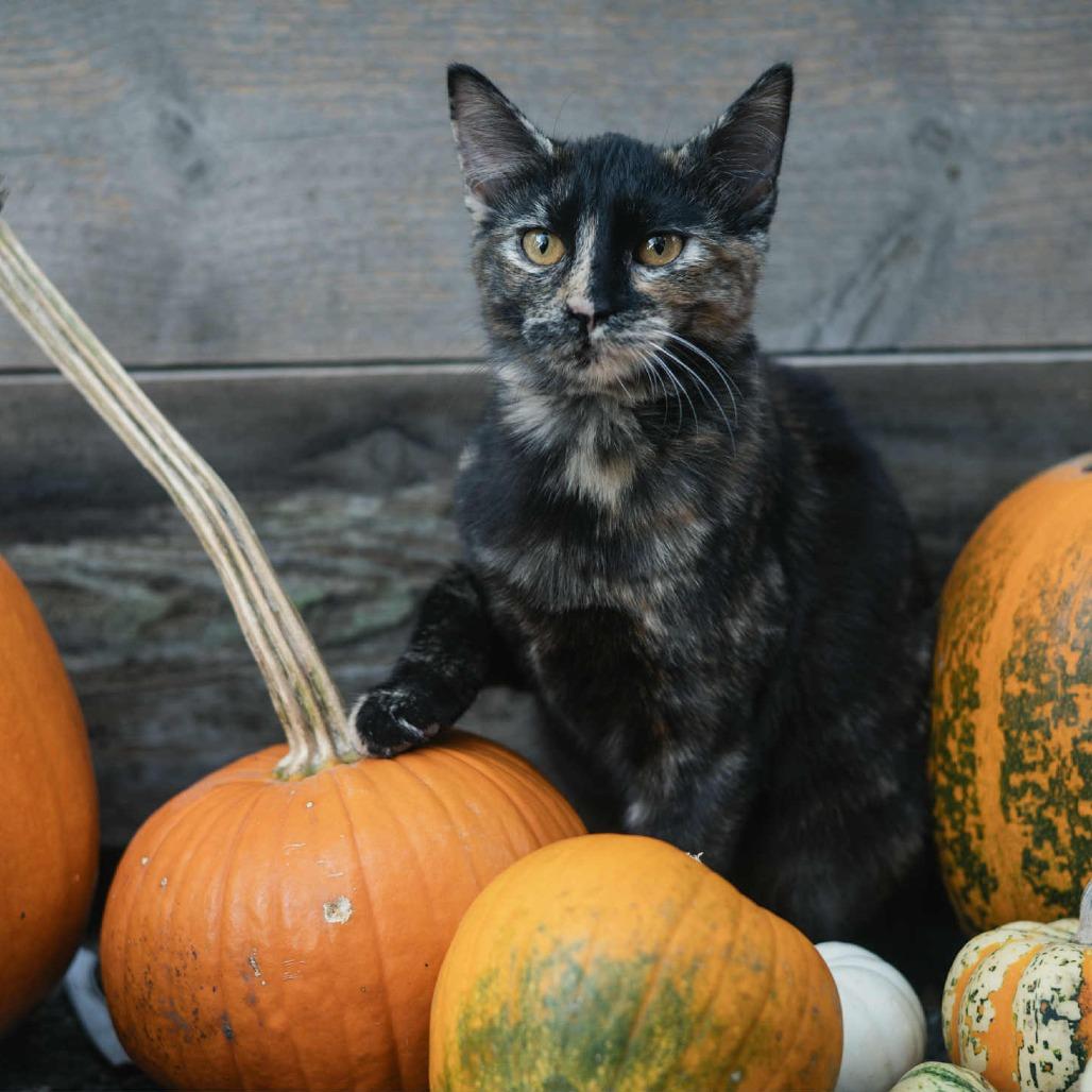 Clementine, Adoptable, Young Female Domestic Short Hair.