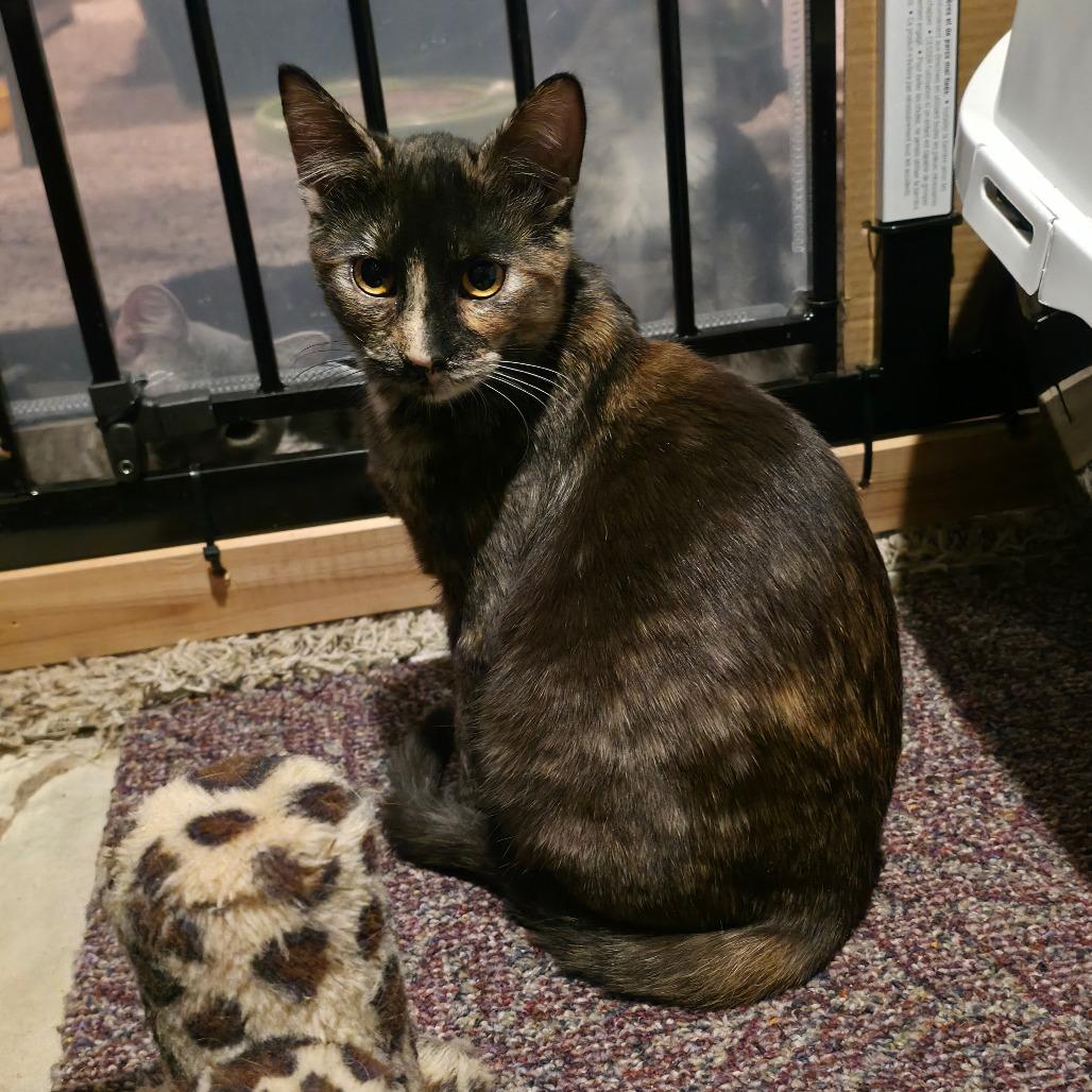 Clementine, a Adoptable Domestic Short Hair in Kansas City, MO image 2/4