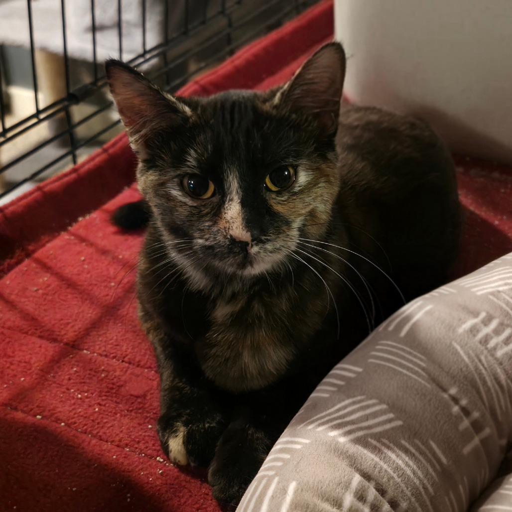 Clementine, a Adoptable Domestic Short Hair in Kansas City, MO image 3/4