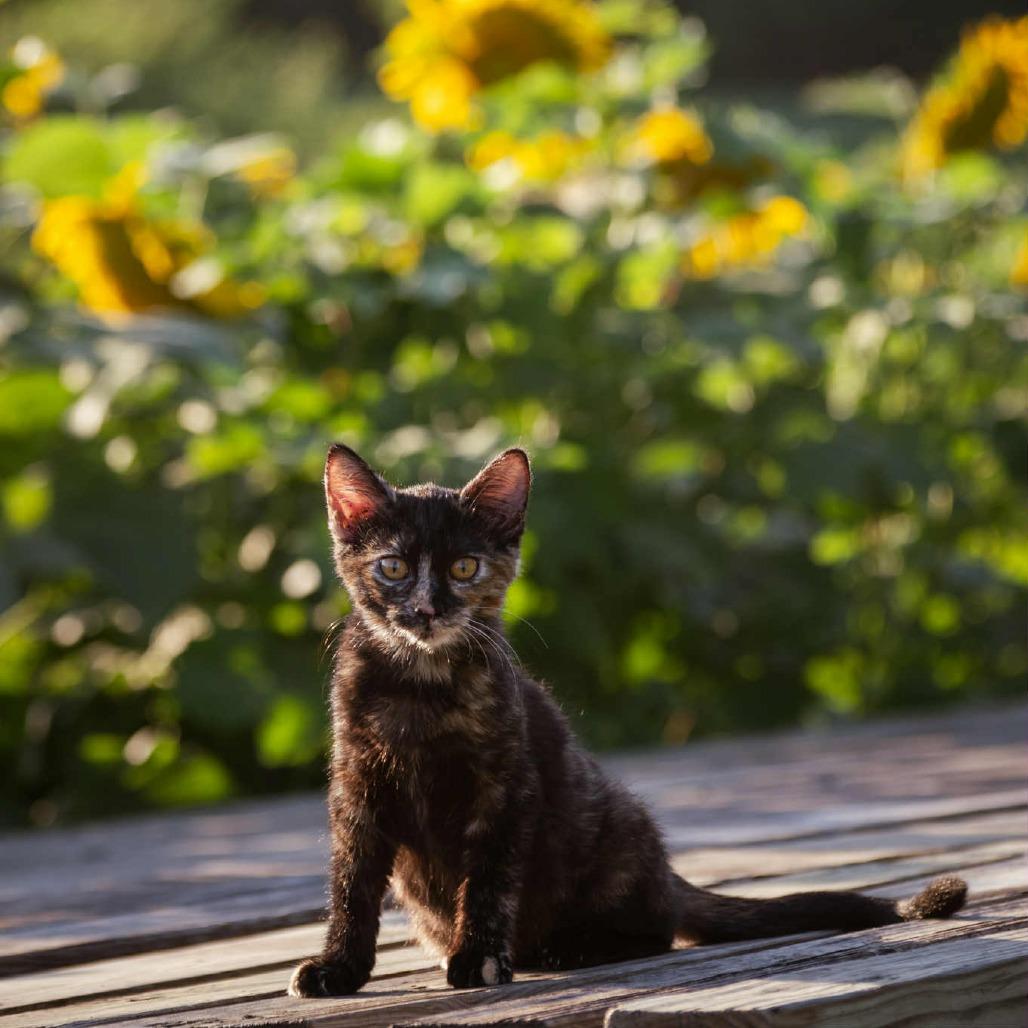 Clementine, a Adoptable Domestic Short Hair in Kansas City, MO image 4/4