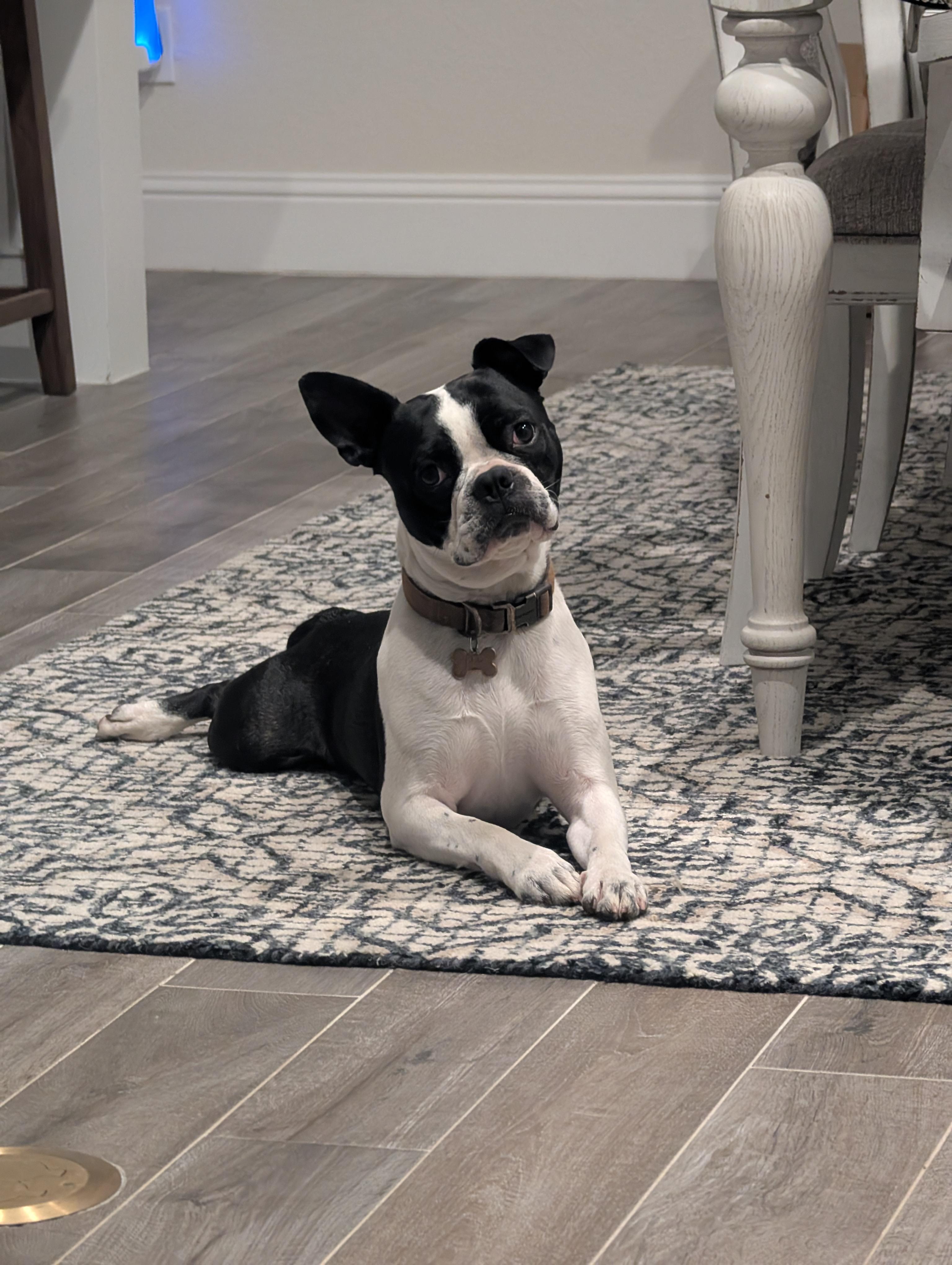 Enlarge Dexter, a Adopted Boston Terrier in Van Vleck, TX image 1/1