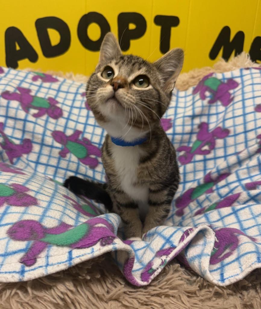 Freddy, a Adopted mixed breed in Lemoore, CA image 1/3