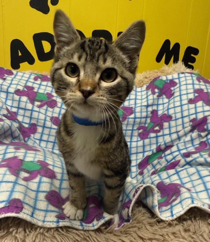 Freddy, a Adopted mixed breed in Lemoore, CA image 2/3