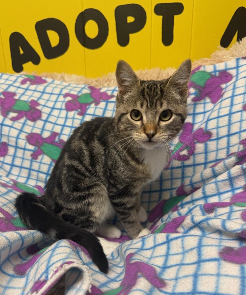 Freddy, a Adopted mixed breed in Lemoore, CA image 3/3