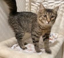 Enlarge Bridget , a ADOPTABLE Tiger in Lead, SD image 5/6