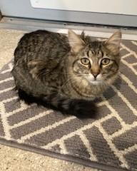 Enlarge Bridget , a ADOPTABLE Tiger in Lead, SD image 4/6