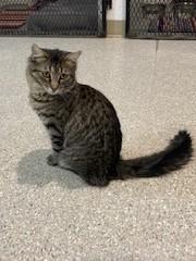 Enlarge Bridget , a ADOPTABLE Tiger in Lead, SD image 6/6