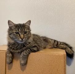 Enlarge Bridget , a ADOPTABLE Tiger in Lead, SD image 2/6