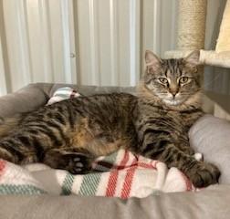 Enlarge Bridget , a ADOPTABLE Tiger in Lead, SD image 1/6